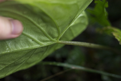 Xanthosoma jaramilloi