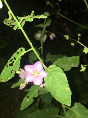 iNaturalist observation photo of purple nightshade