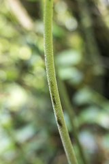 Xanthosoma jaramilloi