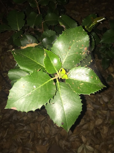 iNaturalist observation photo of hollyleaf cherry