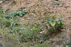 Gypsophila oldhamiana