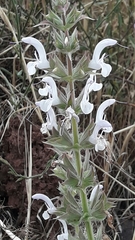 Salvia palaestina