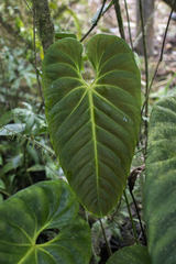 Anthurium esmeraldense