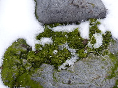Prasiola crispa