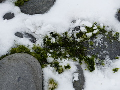 Prasiola crispa