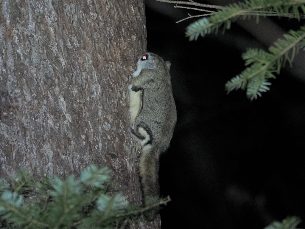 Japanese Flying Squirrel