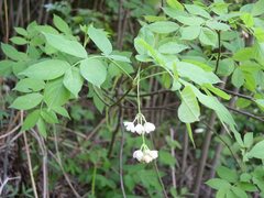 Staphylea pinnata
