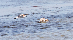Charadrius pallidus