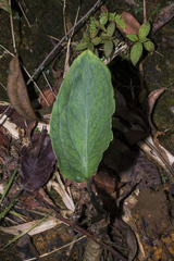 Chlorospatha