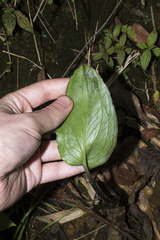 Chlorospatha