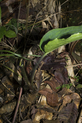 Chlorospatha
