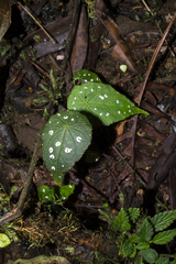 Begonia hitchcockii