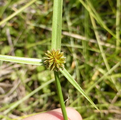 Cyperus erectus erectus
