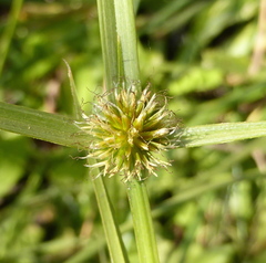 Cyperus erectus erectus