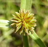 Cyperus erectus - Photo (c) Jane Trembath, some rights reserved (CC BY-NC), uploaded by Jane Trembath