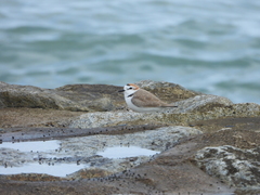 Charadrius dealbatus