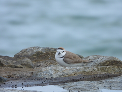 Charadrius dealbatus