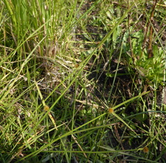 Cyperus erectus erectus