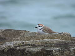 Charadrius dealbatus