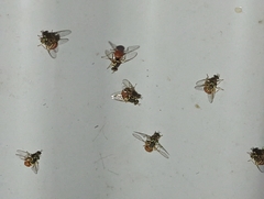 Bactrocera bancroftii