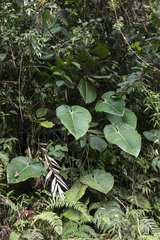 Philodendron planadense