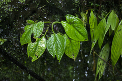 Xanthosoma piquambiense