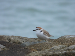 Charadrius dealbatus