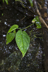 Xanthosoma piquambiense