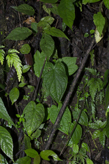 Xanthosoma piquambiense