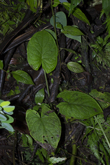 Xanthosoma piquambiense