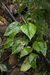 Philodendron squamipetiolatum