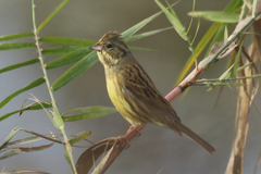 Emberiza spodocephala