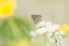 Satyrium favonius