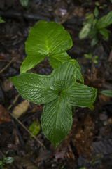 Chlorospatha