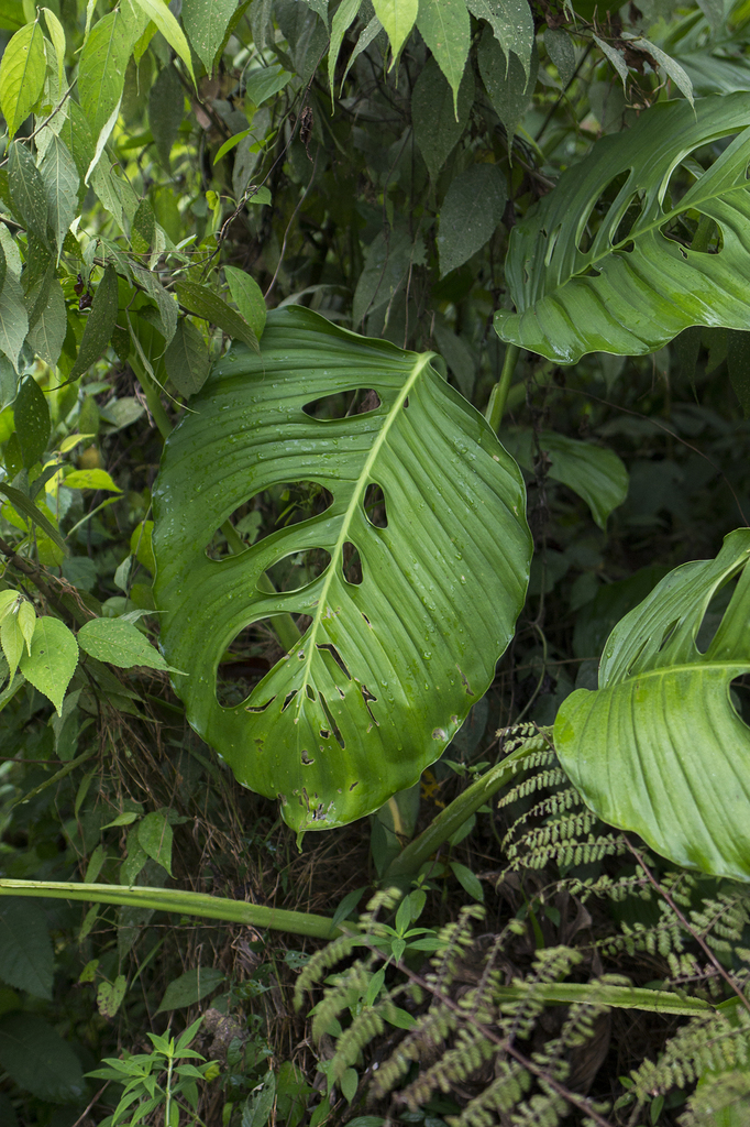 Monstera adansonii climbing