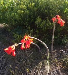 Cyrtanthus fergusoniae
