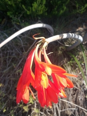 Cyrtanthus fergusoniae