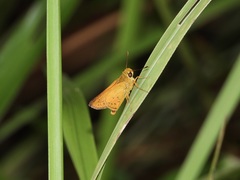 Cephrenes trichopepla