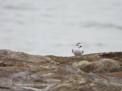 Charadrius dealbatus