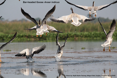 Anser indicus