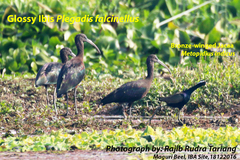 Plegadis falcinellus