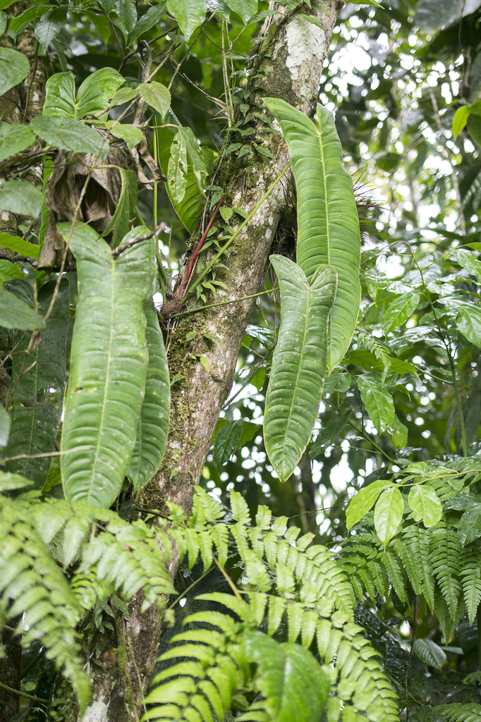 Philodendron sharoniae