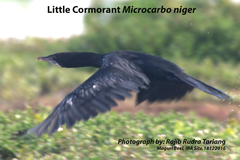 Microcarbo niger
