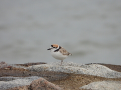 Charadrius peronii