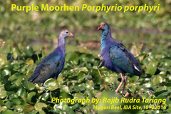 Porphyrio poliocephalus