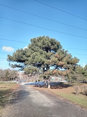 Pinus