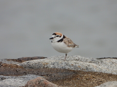 Charadrius peronii