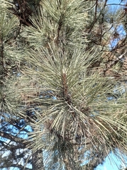 Pinus