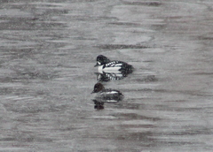 Bucephala islandica
