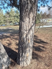Pinus